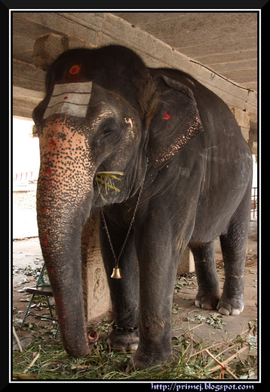 Elephant at the Virupaksha Temple