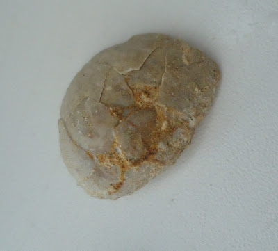 FOSSIL SEA URCHIN / ECHINOID