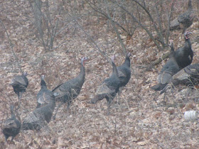 wild turkeys