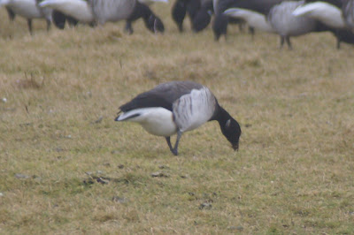 Wytbúkrotgoes - Witbuikrotgans - Branta hrota