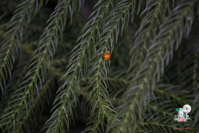 Lady Bug on Norfolk Pine January 13 2023 (©Jenny Bell @ Flutterbye Chronicles)