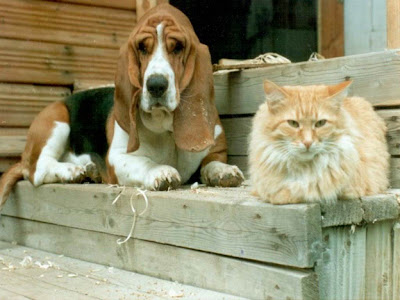Dog and Cat together - photoforu.blogspot.com