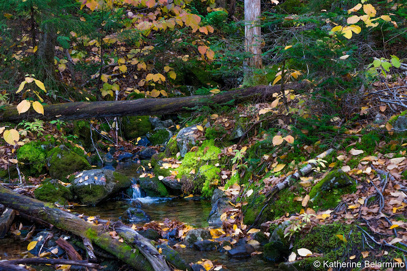 Big Moose Mountain Trail Maine Hiking Moosehead Pinnacle Pursuit