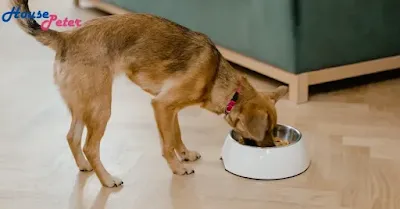 Pure Balance Dog Food