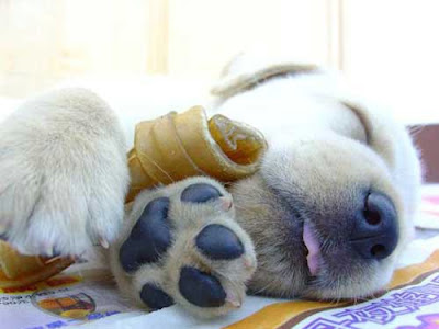 Cute Sleeping Animals (30) 16