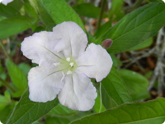 22 Withlacoochee Trail - Wild Petunia - Ruellia caroliniensis