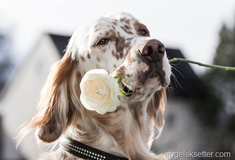 Setter med rose