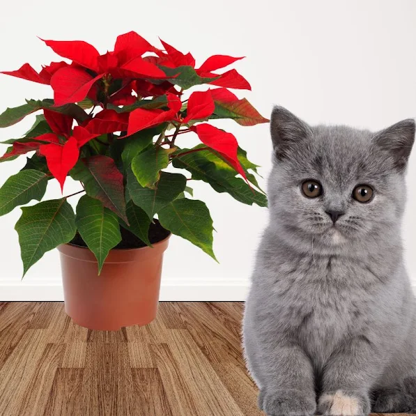 Top Christmas indoor plant is toxic to cats but its toxicity is greatly exaggerated