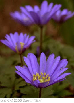 'Five Flowers' photo (c) 2006, Dawn - license: http://creativecommons.org/licenses/by/2.0/