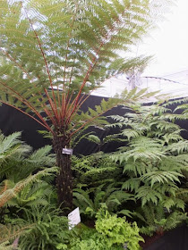 Cyathea cunninghamii