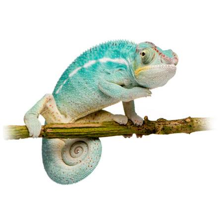 CAMELEON