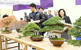 Autumn Bonsai on display manifesting their true beauty at Taikan Ten International Bonsai exhibition in Kyoto Japan