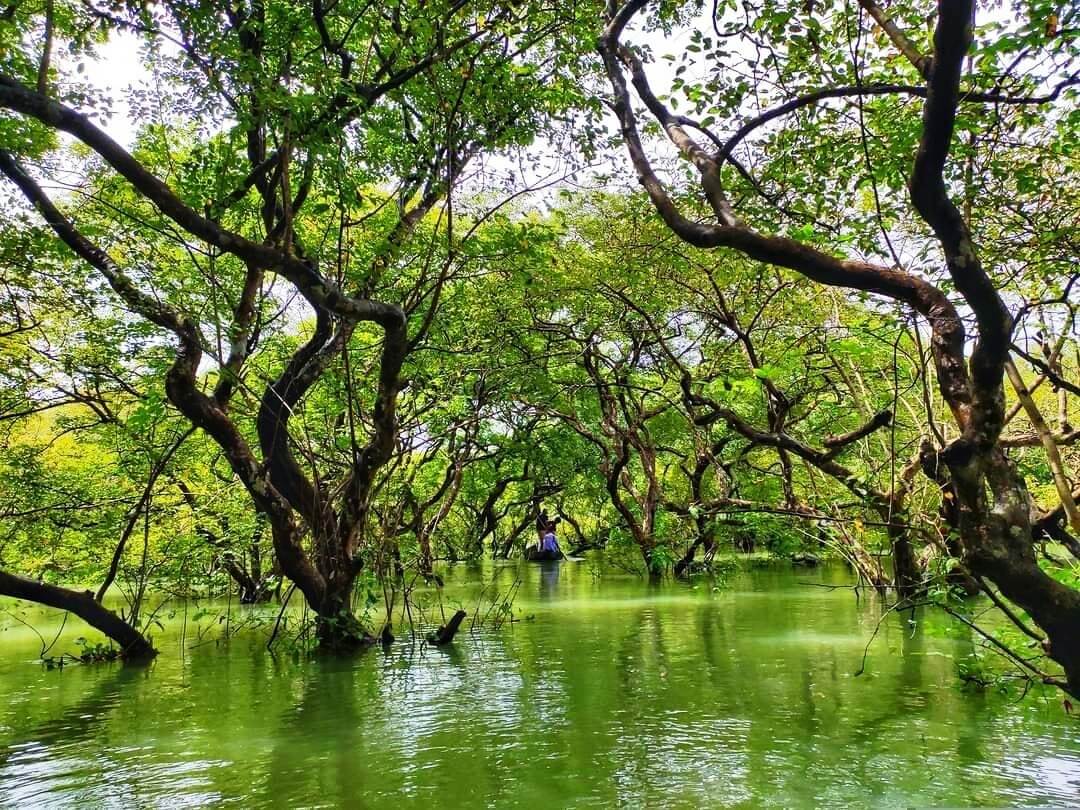 রাতারগুল সোয়াম্প ফরেস্ট রাতারগুল সোয়াম্প ফরেস্ট এর ছবি রাতারগুল সিলেট রাতারগুল কোথায় রাতারগুল নিয়ে স্ট্যাটাস রাতারগুল ভ্রমণ ratargul swamp forest location ratargul swamp forest resort ratargul swamp forest bangla ratargul swamp forest tour ratargul swamp forest map ratargul swamp forest picture ratargul swamp forest photos ratargul swamp forest srimongol ratargul swamp forest animals রাতারগুল রিসোর্ট সিলেট থেকে রাতারগুল কিভাবে যাব