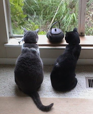 two cats enjoy the window