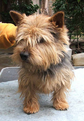 Norwich Terrier Puppies Pictures