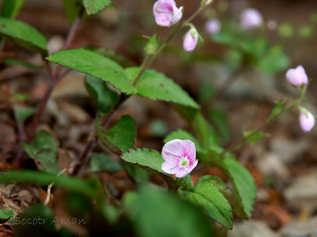 Veronica miqueliana