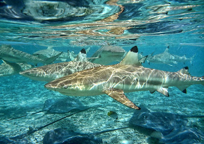 Peligrosos tiburones y mantarrayas en el fondo del oceano