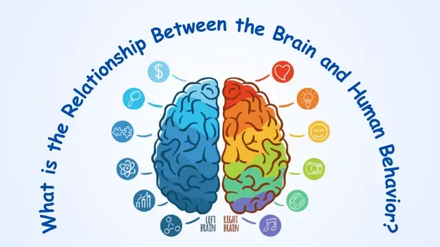 What is the relationship between the brain and human behavior