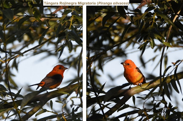 Avistaje en Salta, Argentina. Birdwatching y fotografía de Juan Carlos Gorrini.