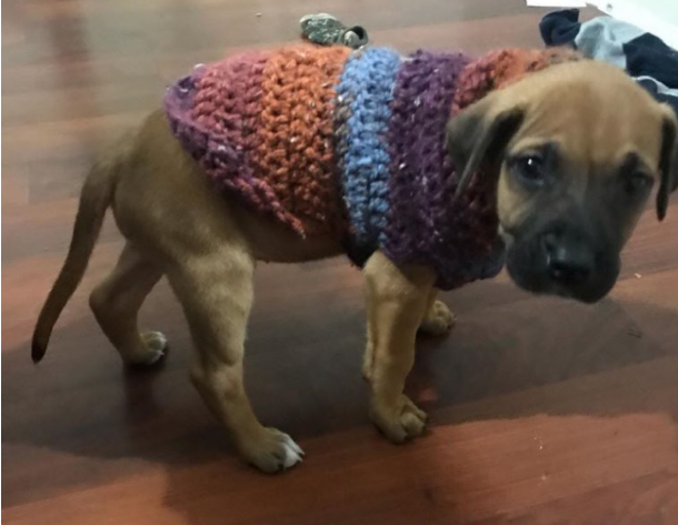 a puppy in a coat made of crochet wool