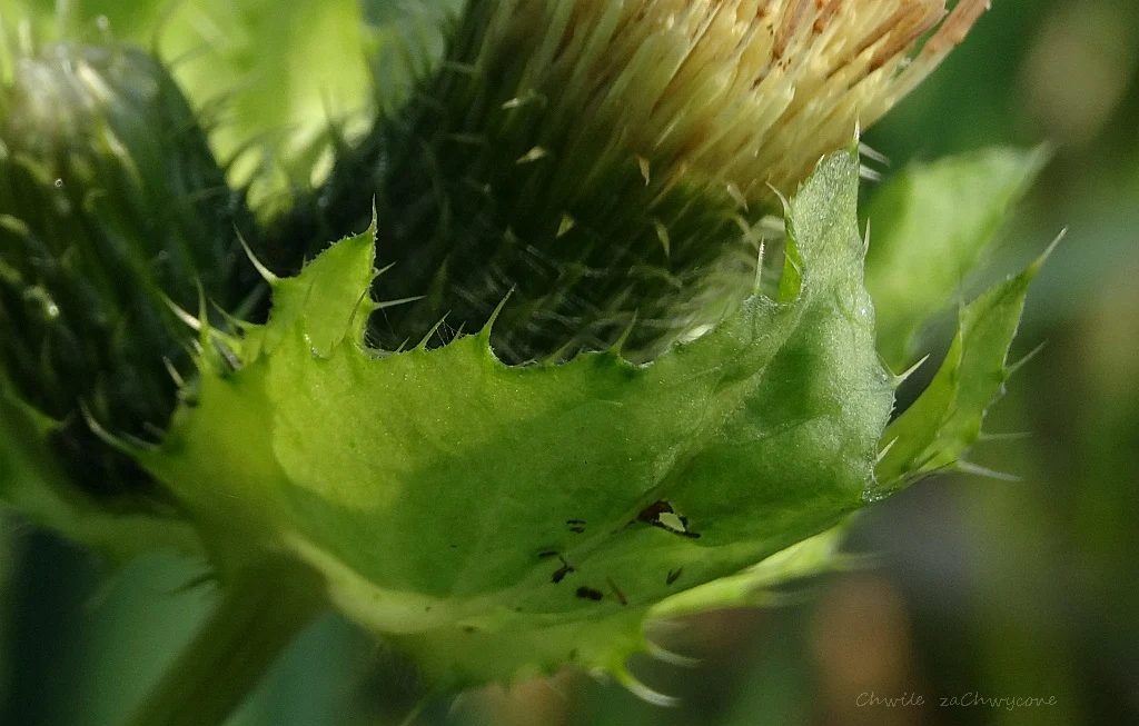 Ostrożeń warzywny Cirsium oleraceum, czarcie żebro zdjęcia informacje