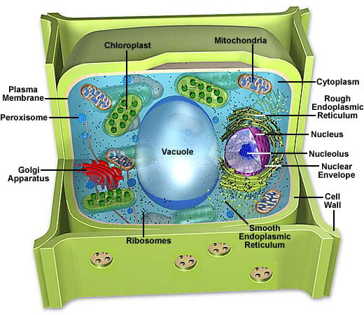 animal cell diagram grade 8. Picture 1 :