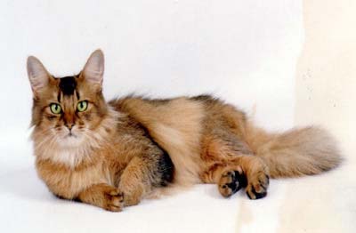 Cat Breeds, Treatments Somali Cat, Beautiful Colors