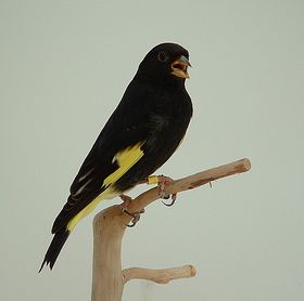 Suara burung black siskin