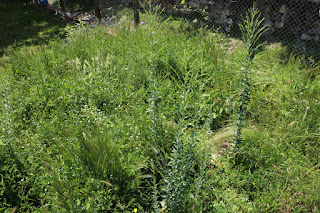 A very overgrown corner of the garden