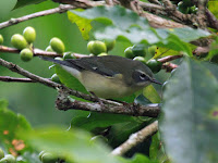 Black-throated blue warbler, female – Dick Daniels