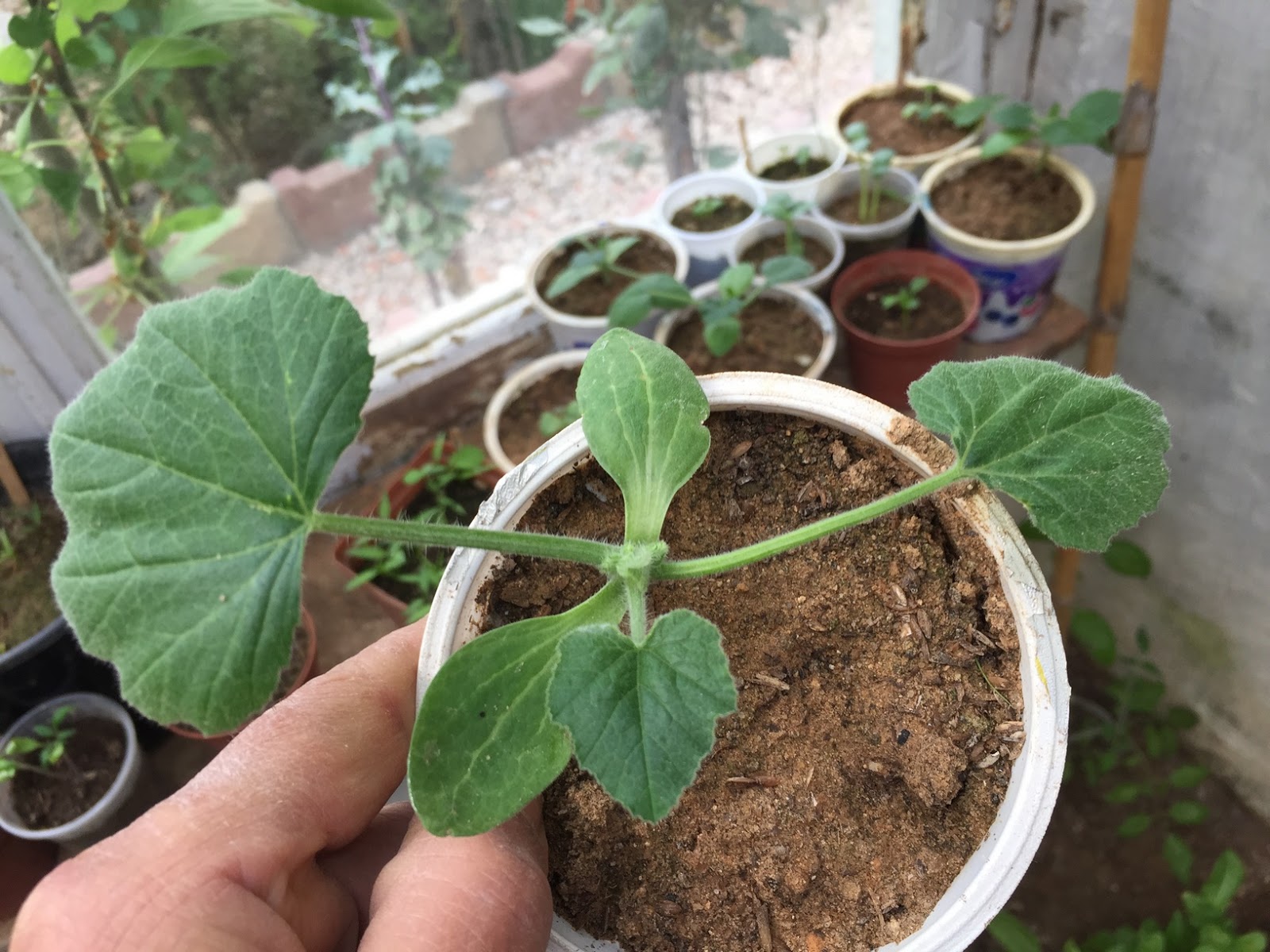 Healthy seeds produce strong, robust seedlings that are better equipped to withstand environmental stresses and develop into productive zucchini plants.