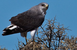 Aguilucho Común Ñanco en Península Valdés Patagonia Argentina