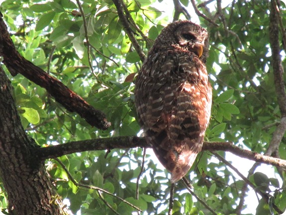 7 Barred Owl Strix varia (6)