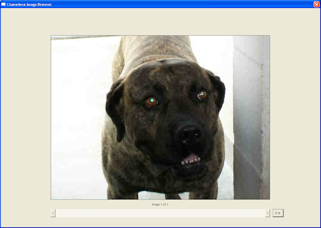 We have a Presa Canario in our facility that is in need of rescue