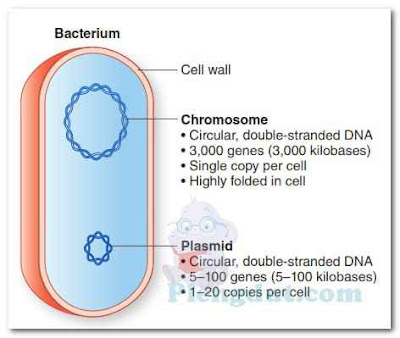 A typical bacterial genome. The hypothetical bacterial cell illustrated here possesses a chromosome containing 3,000 genes and a plasmid containing 5 to 100 genes. (Redrawn from Harvey RA et al. Lippincott’s Illustrated Reviews. Microbiology. 3rd ed. Philadelphia, PA: Lippincott Williams & Wilkins; 2013.)