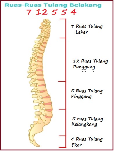 Arep Curhat Alat Gerak pada Manusia