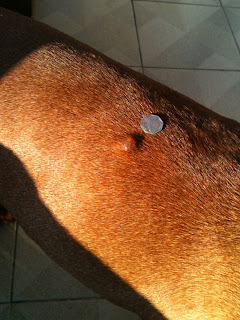 vizsla with benigne skin tumor on back