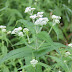 Boneset Plant Identification - It has pictures of plants and.