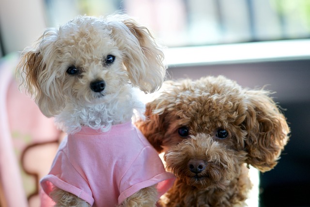 Dois cachorros Poodle Toy um branco com roupinha rosae um marrom,