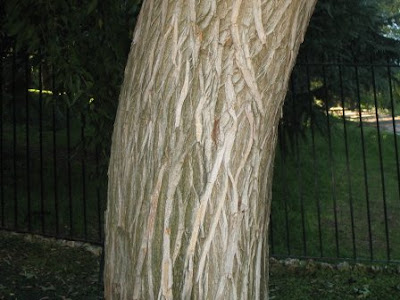 black cherry tree bark. cherry tree bark. lack cherry