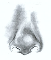 Charcoal drawing of a nose