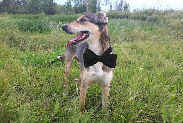 The Tidy Prince from The Prince and the Pea, canine fairytale. A handsome dog wearing a bow tie and standing in a field.ing a