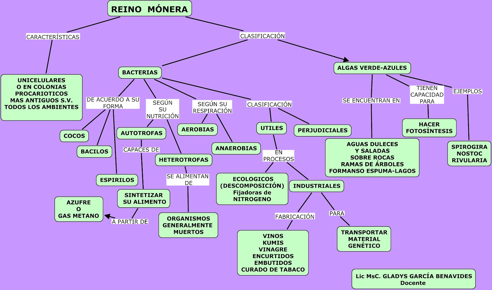 47+ Mapa Conceptual Clasificación Del Reino Protista