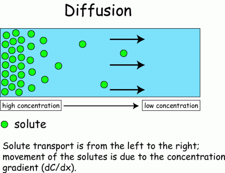 ชีววิทยา Diffusion and osmosis (English Language) Diffusion and osmosis