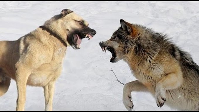 Quando O Cão Alabai Luta Com O Lobo