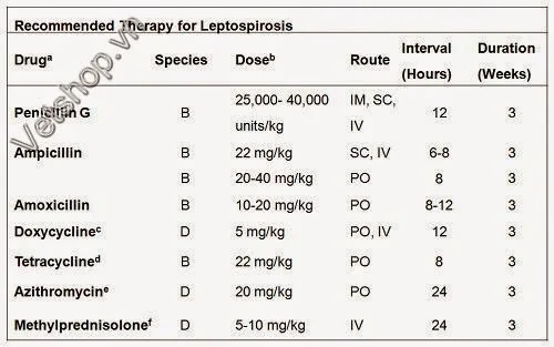 Bảng thuốc dùng điều trị bệnh leptospira trên chó và mèo