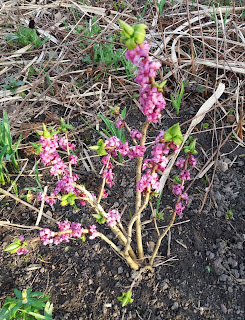 Daphne mezereum