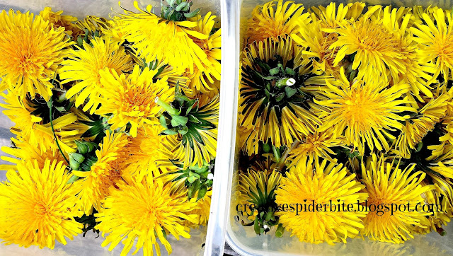 dandelion flowerheads after collecting for dandelion syrup 