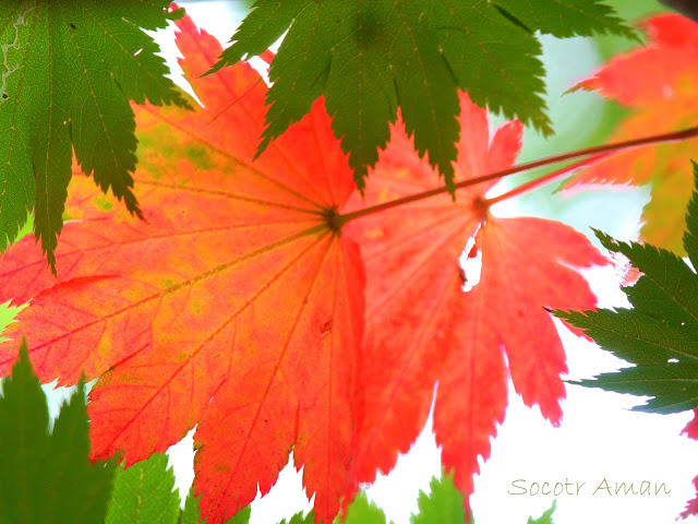 Acer japonicum