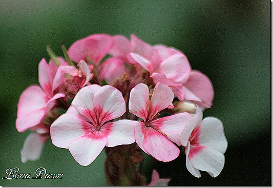Appleblossom_Pelargonium